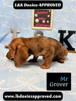 Mr Grover Dapple 💙, a male Miniature Dachshund for sale in Arapahoe, CO – 6 of 10