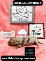 Miss Skylee Dapple LH , a female Miniature Dachshund for sale in Arapahoe, CO – 7 of 10