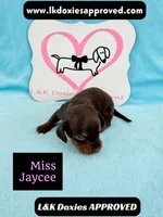 Miss Jaycee , a female Miniature Dachshund for sale in Arapahoe, CO – 8 of 10