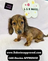 Miss Janga LH, a female Miniature Dachshund for sale in Arapahoe, CO – 4 of 10