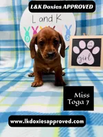 Miss Toga , a female Miniature Dachshund for sale in Arapahoe, CO – 7 of 10