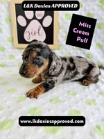Miss Cream Puff 785-821-1920, a female Miniature Dachshund for sale in Arapahoe, CO – 8 of 10