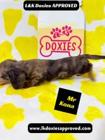 Mr Kona LH  785-821-1920, a female Miniature Dachshund for sale in Arapahoe, CO – 4 of 10