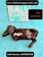 Mr Gomez SH , a male Miniature Dachshund for sale in Arapahoe, CO – 10 of 10