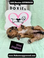 Miss Jingleed 785-821-1920 SH, a female Miniature Dachshund for sale in Arapahoe, CO – 4 of 10