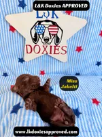 Miss Jakelti, a female Miniature Dachshund for sale in Arapahoe, CO – 6 of 9