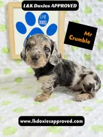 Mr Crumble 785-821-1920 LH , a male Miniature Dachshund for sale in Arapahoe, CO – 10 of 10