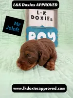 Mr Jollof 795-821-1920 LH, a male Miniature Dachshund for sale in Arapahoe, CO – 4 of 10