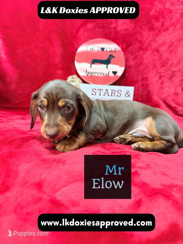 Mr Elon No Merle Genes SH – Miniature Dachshund puppy for sale in Arapahoe, CO