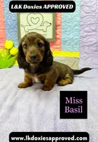 Miss Basil, a female Miniature Dachshund for sale in Arapahoe, CO – 6 of 10