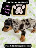 Miss Cream Puff 785-821-1920, a female Miniature Dachshund for sale in Arapahoe, CO – 6 of 10