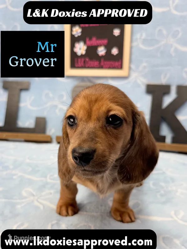 Mr Grover Dapple 💙 – Miniature Dachshund puppy for sale in Arapahoe, CO