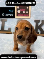 Mr Grover Dapple 💙, a male Miniature Dachshund for sale in Arapahoe, CO – 1 of 10