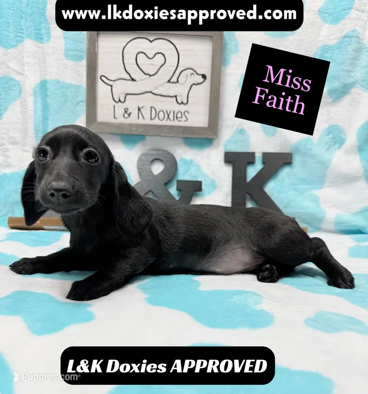 Miss Faith 785-821-1920 – Miniature Dachshund puppy for sale in Arapahoe, CO