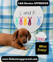 Miss Torry, a female Miniature Dachshund for sale in Arapahoe, CO – 4 of 10