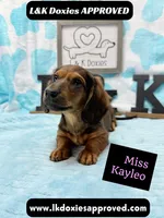 Miss Kayleo, a female Miniature Dachshund for sale in Arapahoe, CO – 4 of 10