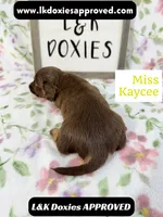 Miss Kaycee 785-821-1920, a female Miniature Dachshund for sale in Arapahoe, CO – 2 of 10