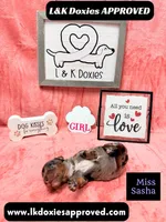 Miss Sasha Dapple LH , a female Miniature Dachshund for sale in Arapahoe, CO – 9 of 10
