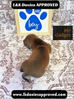 Mr Gadget SH , a male Miniature Dachshund for sale in Arapahoe, CO – 8 of 10