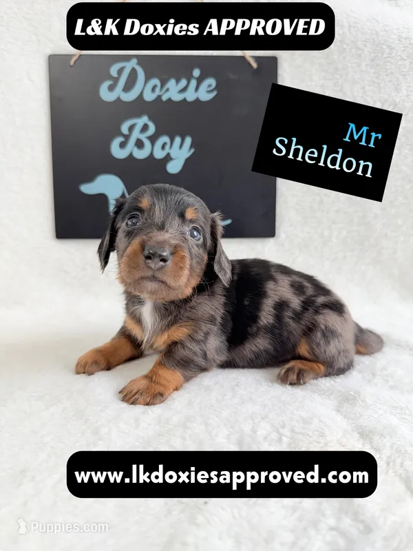 Mr Sheldon 785-821-1920 – Miniature Dachshund puppy for sale in Arapahoe, CO