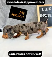 Mr Jenson 💙, a male Miniature Dachshund for sale in Arapahoe, CO – 7 of 10