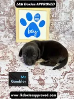 Mr Gambler SH , a male Miniature Dachshund for sale in Arapahoe, CO – 10 of 10