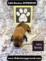 Miss Gerdi SH NO Dapple genes, a female Miniature Dachshund for sale in Arapahoe, CO – 8 of 10