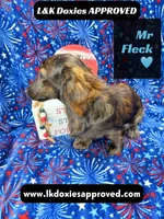 Mr FLECK NO DAPPLE 💙, a male Miniature Dachshund for sale in Arapahoe, CO – 7 of 10