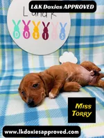 Miss Torry, a female Miniature Dachshund for sale in Arapahoe, CO – 6 of 10