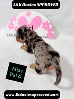 Miss Patzi DAPPLE text 785-821-1920, a female Miniature Dachshund for sale in Arapahoe, CO – 9 of 9