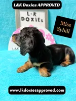 Miss Sybil 785-821-1920, a female Miniature Dachshund for sale in Arapahoe, CO – 5 of 10