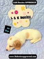 Mr Styx 785-821-1920 LH, a male Miniature Dachshund for sale in Arapahoe, CO – 9 of 9