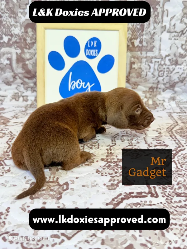Mr Gadget SH  – Miniature Dachshund puppy for sale in Arapahoe, CO