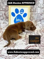 Mr Gadget SH , a male Miniature Dachshund for sale in Arapahoe, CO – 1 of 10