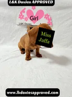 Miss Jaffa , a female Miniature Dachshund for sale in Arapahoe, CO – 3 of 10