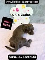 Miss Kelsi 785-821-1920, a female Miniature Dachshund for sale in Arapahoe, CO – 2 of 10