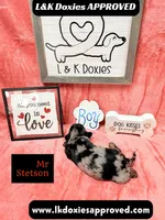 Mr Stetson Dapple LH , a male Miniature Dachshund for sale in Arapahoe, CO – 10 of 10