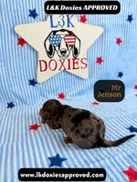 Mr Jenson, a male Miniature Dachshund for sale in Arapahoe, CO – 6 of 10