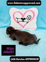 Miss Jakelti ❤️, a female Miniature Dachshund for sale in Arapahoe, CO – 10 of 10