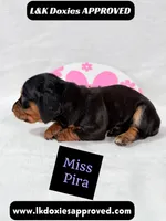 Miss Pira SH text 785-821-1920, a female Miniature Dachshund for sale in Arapahoe, CO – 4 of 10