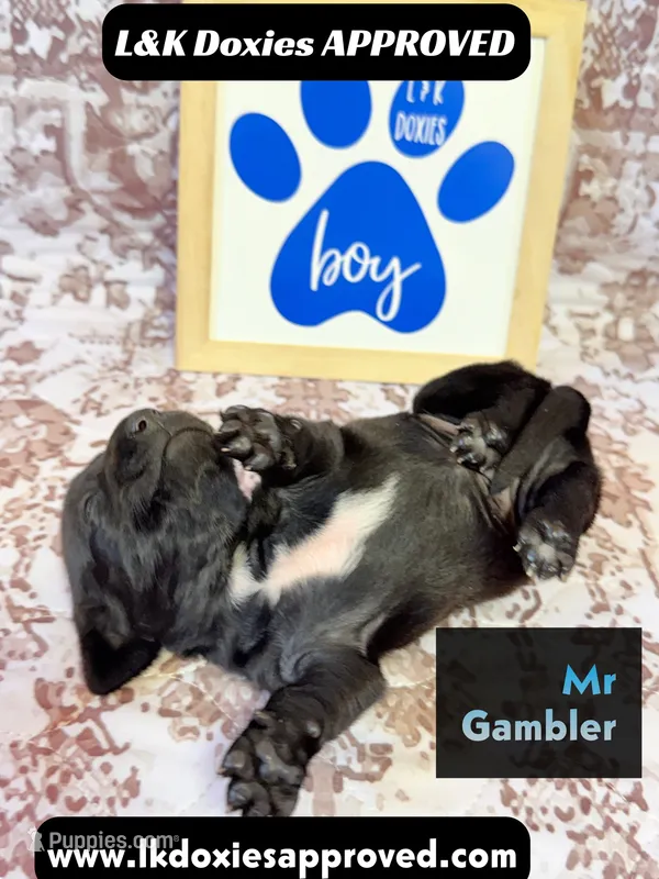 Mr Gambler SH  – Miniature Dachshund puppy for sale in Arapahoe, CO