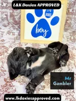 Mr Gambler SH , a male Miniature Dachshund for sale in Arapahoe, CO – 1 of 10