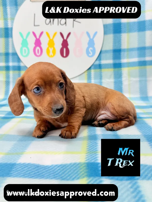 Mr T Rex – Miniature Dachshund puppy for sale in Arapahoe, CO