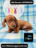 Mr T Rex, a male Miniature Dachshund for sale in Arapahoe, CO – 1 of 10