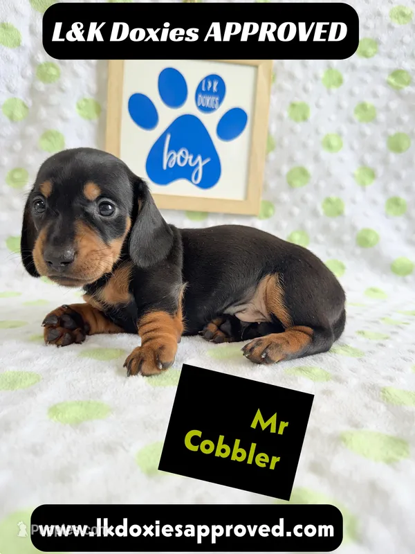 Mr Cobler 785-821-1920 SH – Miniature Dachshund puppy for sale in Arapahoe, CO