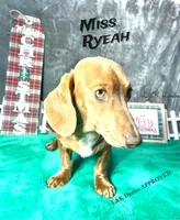 Miss Ryeah 785-821-1920, a female Dachshund for sale in Arapahoe, CO – 10 of 10
