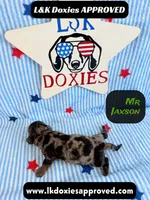 Mr Jaxson, a male Miniature Dachshund for sale in Arapahoe, CO – 10 of 10