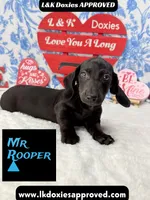 Mr Rooper, a male Miniature Dachshund for sale in Arapahoe, CO – Photo 8 of 10