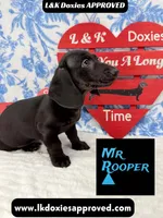 Mr Rooper, a male Miniature Dachshund for sale in Arapahoe, CO – Photo 5 of 10