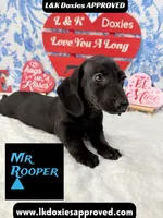 Mr Rooper, a male Miniature Dachshund for sale in Arapahoe, CO – Photo 4 of 10